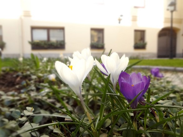 How spring and Easter arrived at New St. Isaac’s