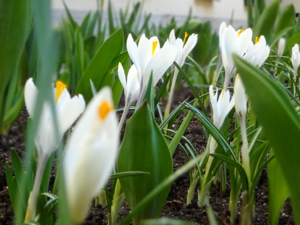 How spring and Easter arrived at New St. Isaac’s