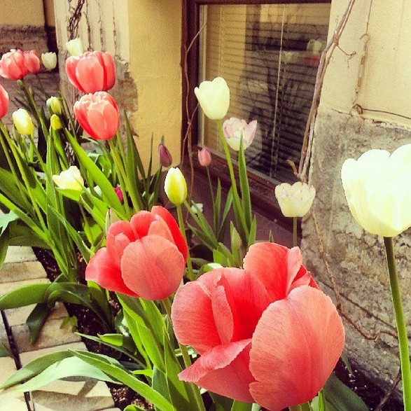 New St. Isaac’s on Instagram